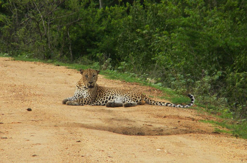 Wild Panthera Yala ティッサマハーラーマ エクステリア 写真